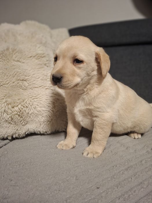 Labrador biszkoptowy