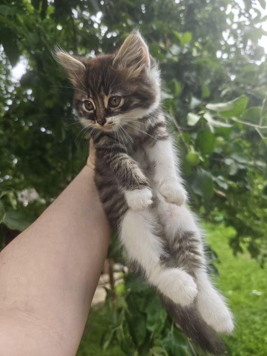 Безкоштовно кошенята
