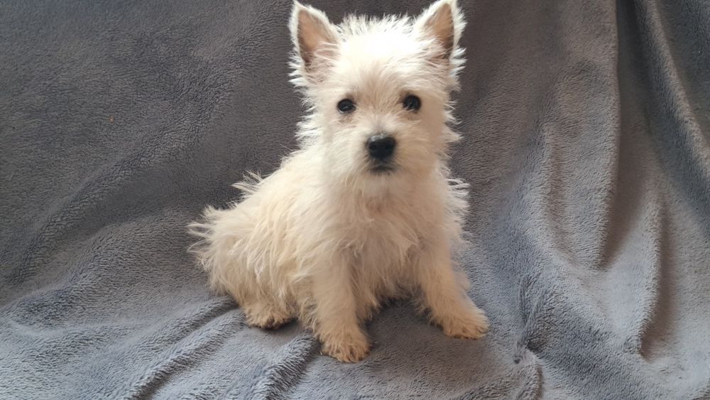 West highland white terrier  chłopiec