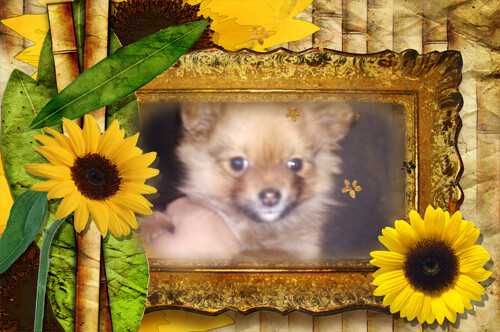 Продам щенка шпіца померанского