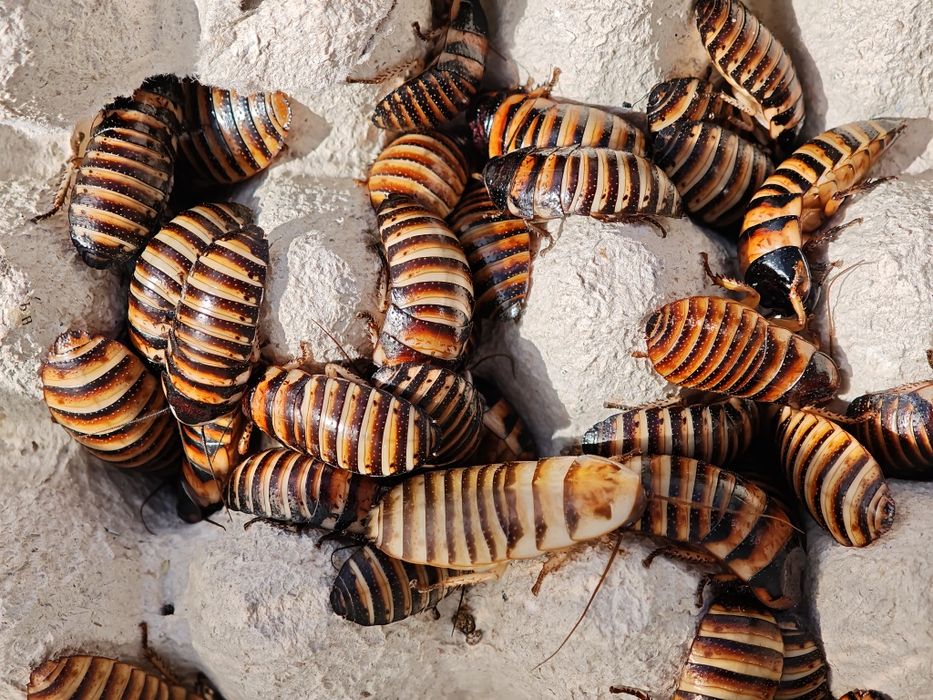 20 Elliptorhina javanica i 100 drewnojada