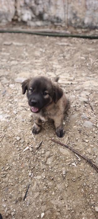 Cachorros para adoção