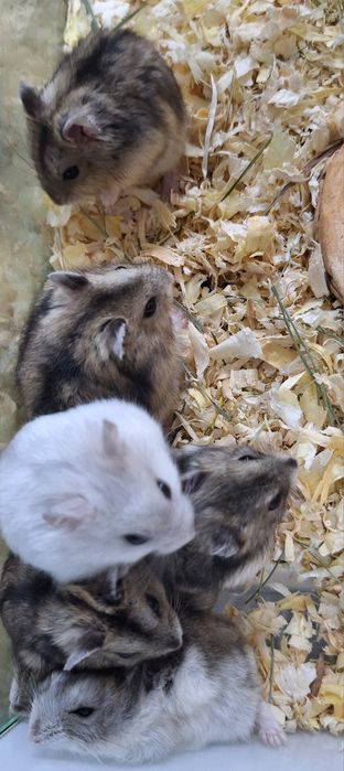 Chomki dżungarski samiczki.