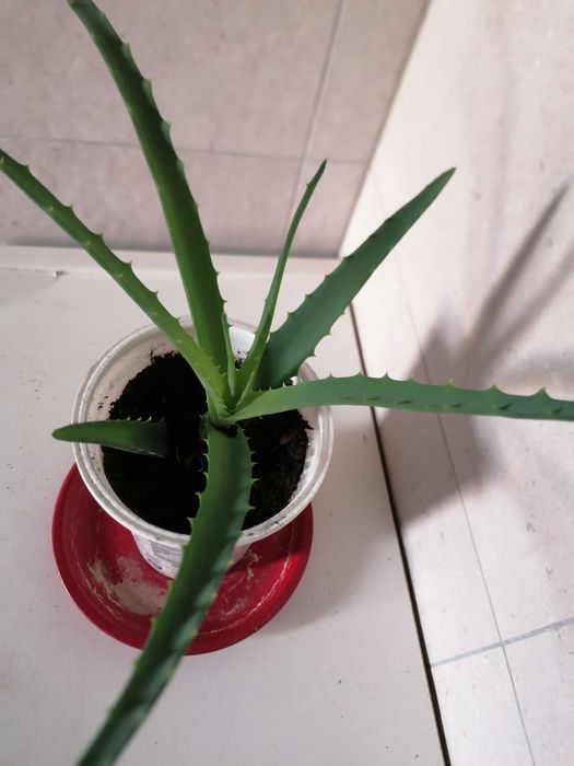 aloe vera gel gegen stiche Aloe Vera Gel Aloe Vera Gel von Bionoble. Jislaine.de main image 1