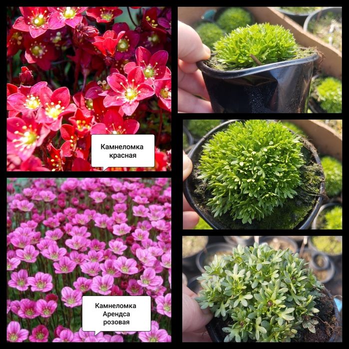 Будра плющевидная "Variegata"