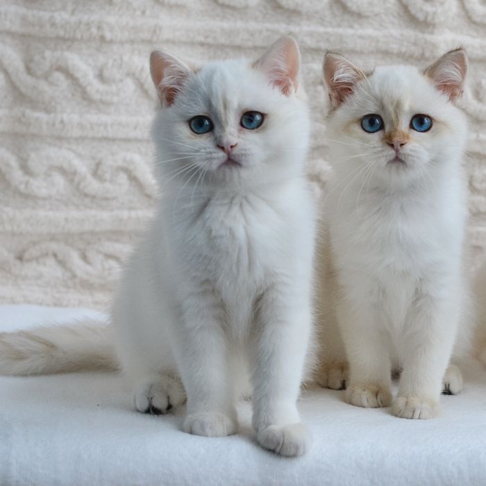 Британські блакитноокі білявки