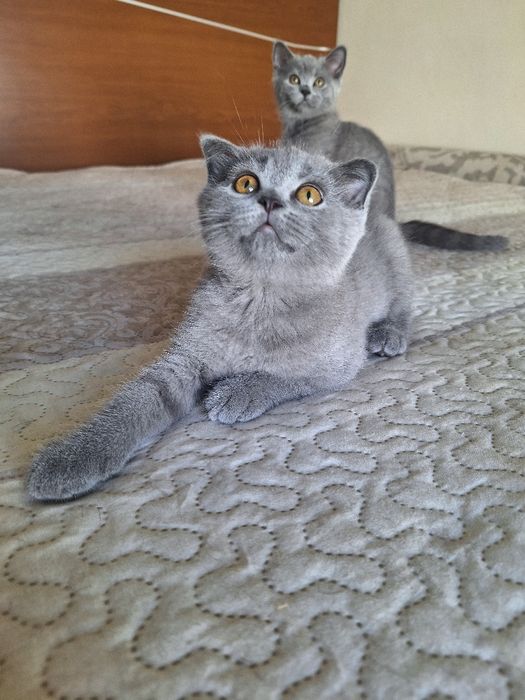 Scottish  fold  fêmea