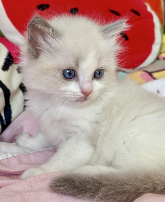 Kocurek Ragdoll laleczka