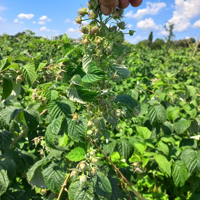 Продам заморожені ягоди малини ,калини.