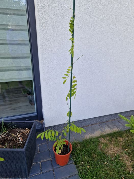 Krzew wisteria 103cm