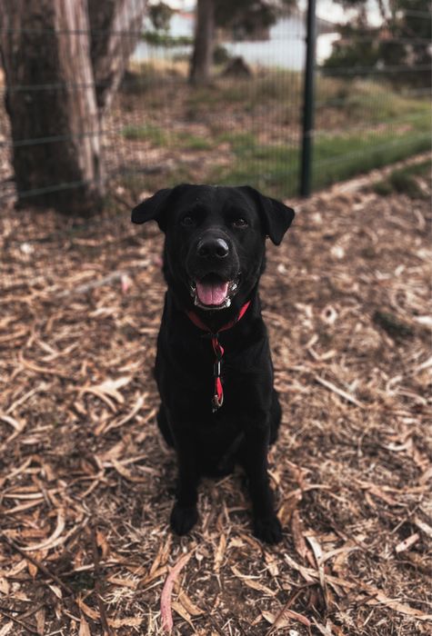 Pet Sitting  - cuidadora