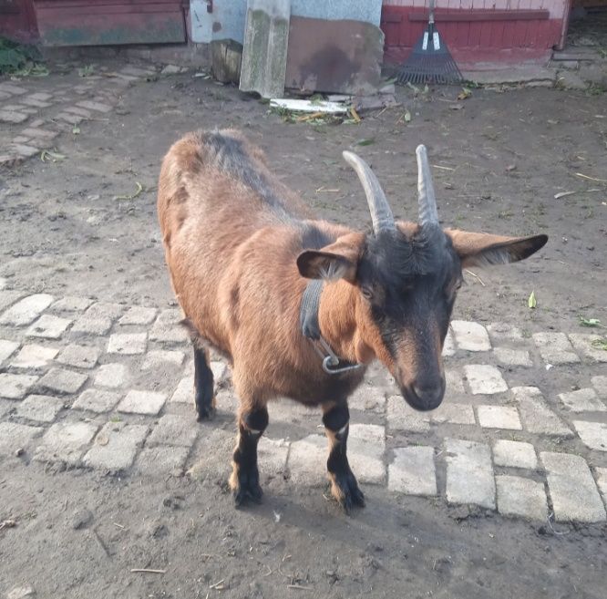 Продам козу первітку Альпійску 50% кітна майже 1,5 міс.