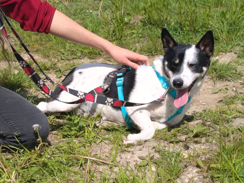 Piesek w typie border collie do adopcji
