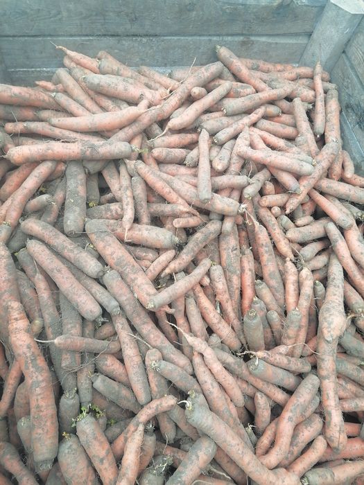 Marchew jadalna 25kilo prosto z gospodarstwa od rolnika wysyłka inpost