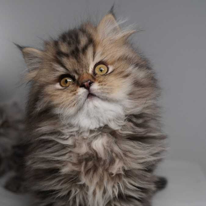 Piękny kocurek kot perski "Igor" (FPL/FiFe)