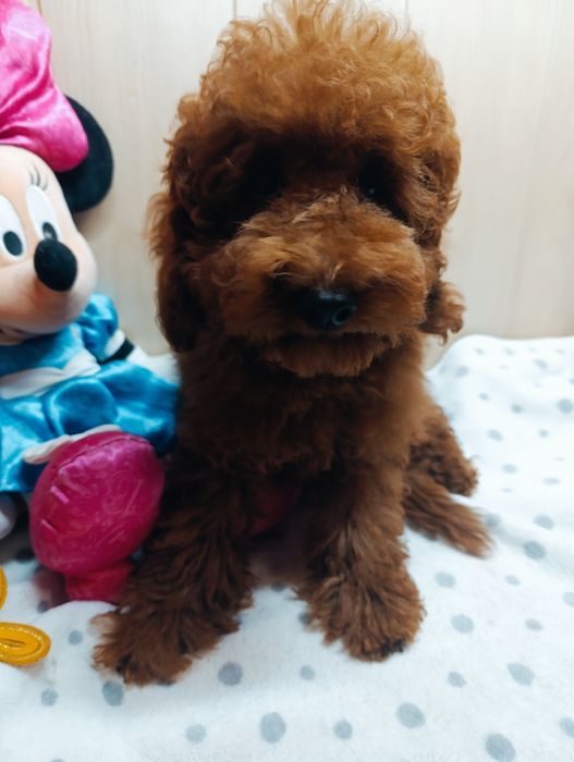 Пудель Той Ред Браун