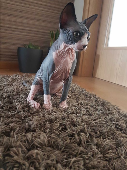 Disponível  Macho sphynx para acasalar