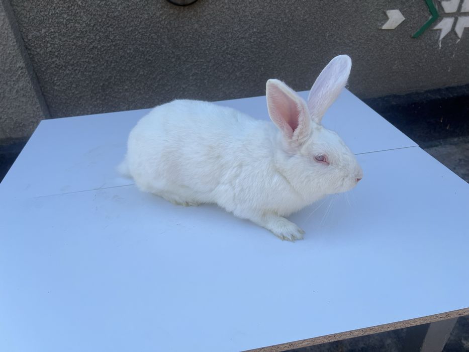 Кролі породи каліфорнійці,термонці,європейська шиншила