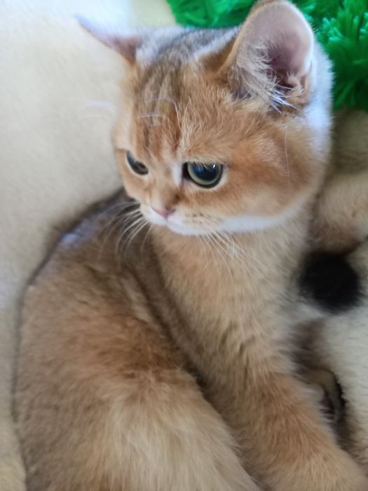 Золота британська шиншила кішка