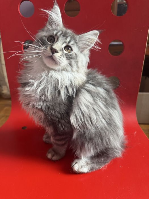 Мейн кун Львів хлопчик