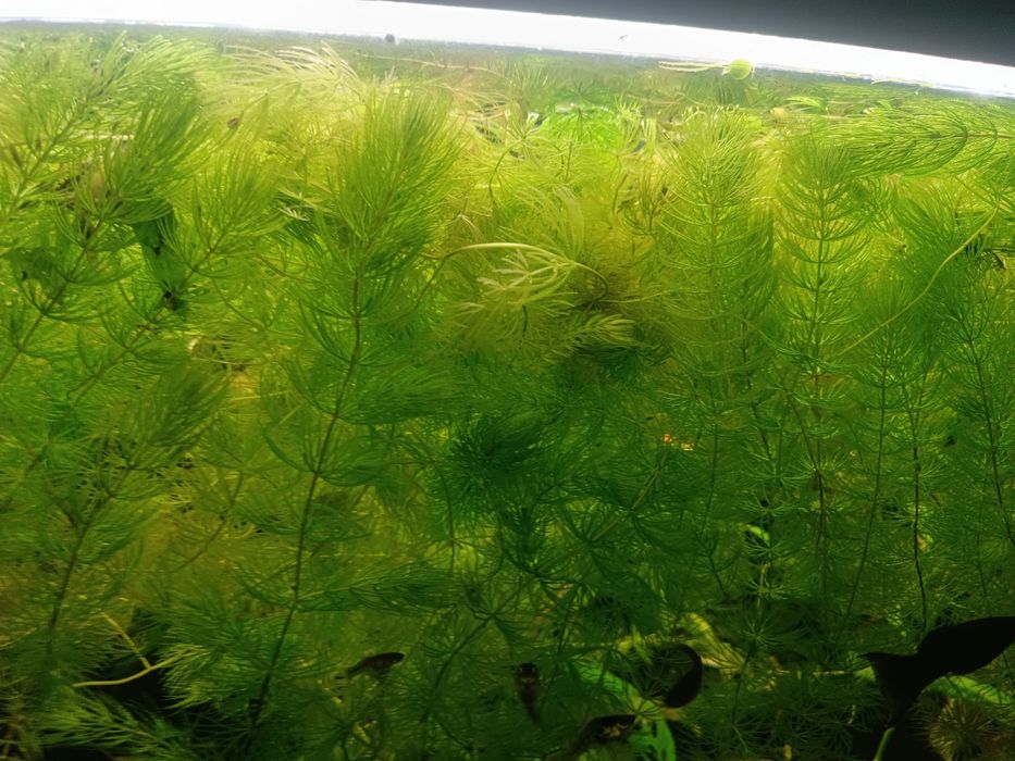 Rogatek Super Jakość