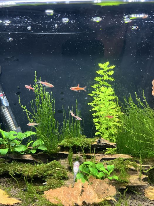 Camaroes caridina Black king kong extrem