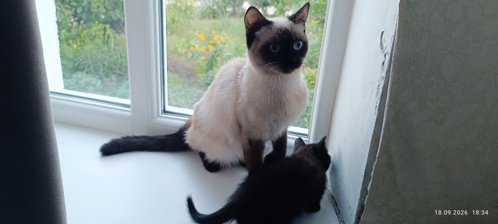 чорний котик кошеня