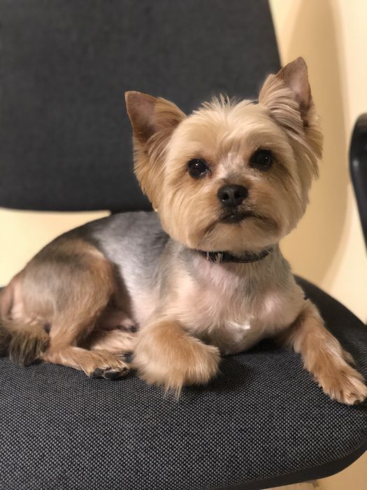 Вязка йорширського терьера !