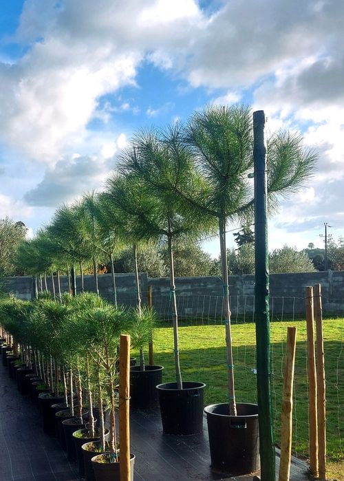 Lote 15 pinheiros mansos 2.20/2.30