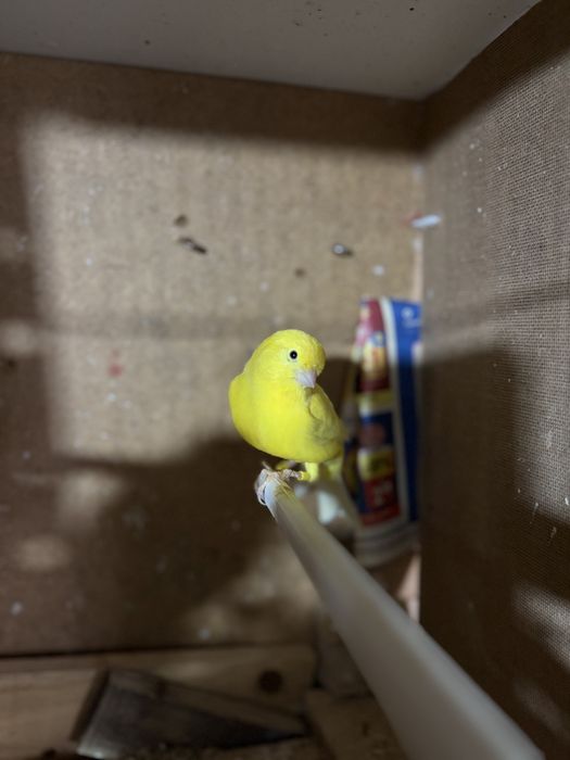 Canarios Amarelos e Vermelhos