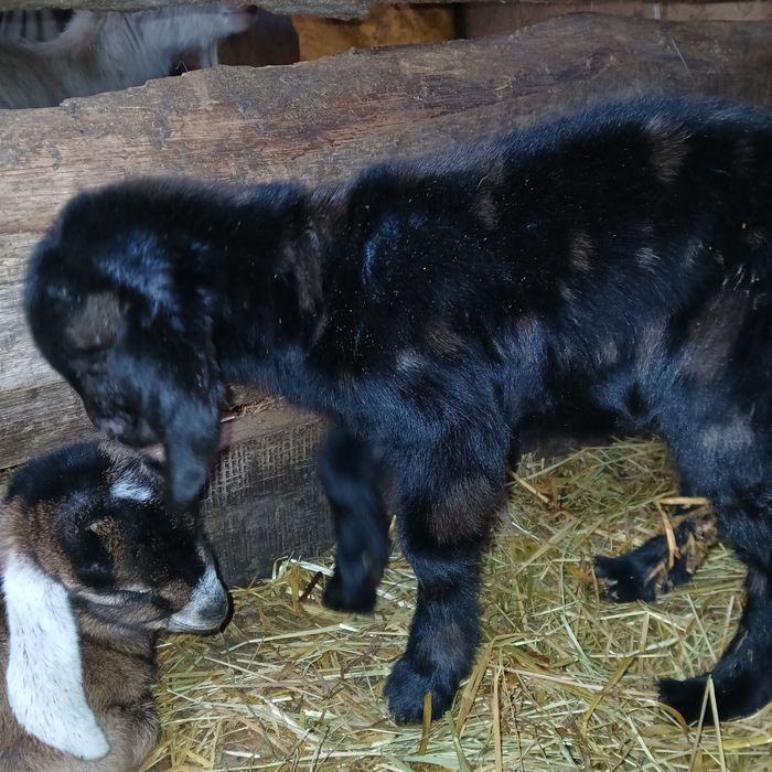 Козичка,англонубійка, козеня