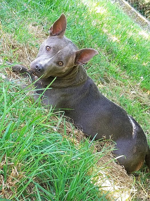 Doa se cadela pitbull