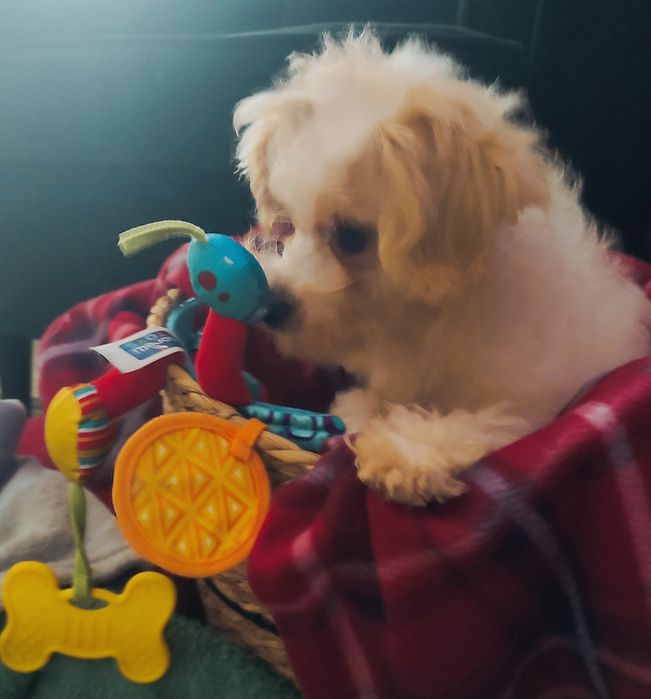 Maltipoo suczka  szczepienia wściekliznaWarszawa maltańczyk pudel