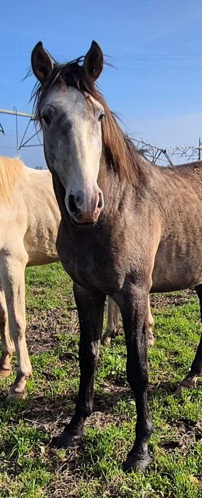 Poldro PSL com grande presença
