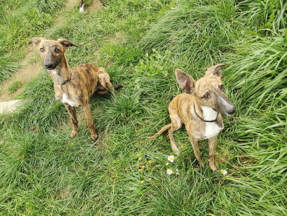 Suka Whippet 3 letnia ZKwP