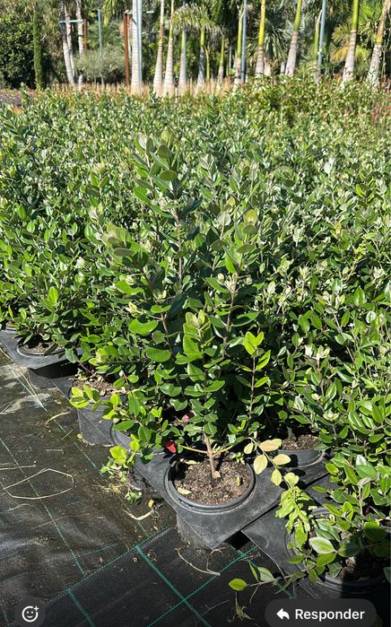 Metrosideros Excelsa - 80/100cm