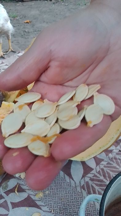 Український багатоплідний на посадку