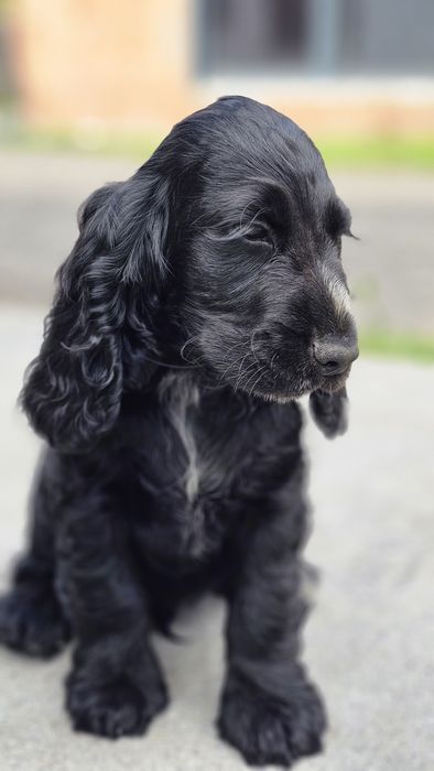 Cocker spaniel angielski