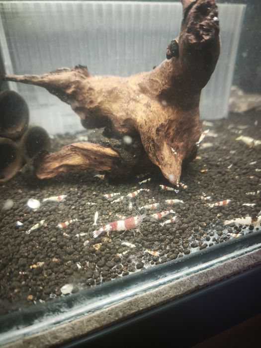 Caridina Crystal Red/Black