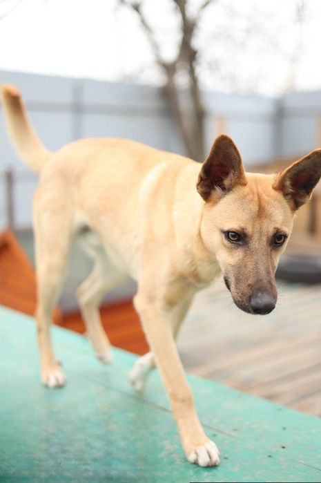 Отдам даром в добрые руки щенка метис овчарки