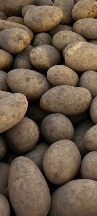 Ziemniaki Jelly 10zl-15kg