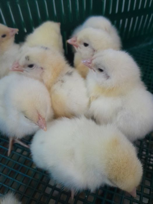 Курчата бройлера