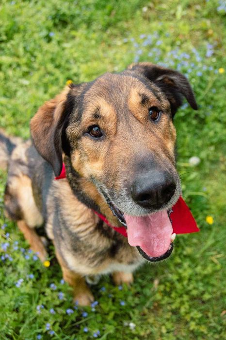 Maniuś - pies do adopcji, który swoją miłością rozgrzeje każde serce!