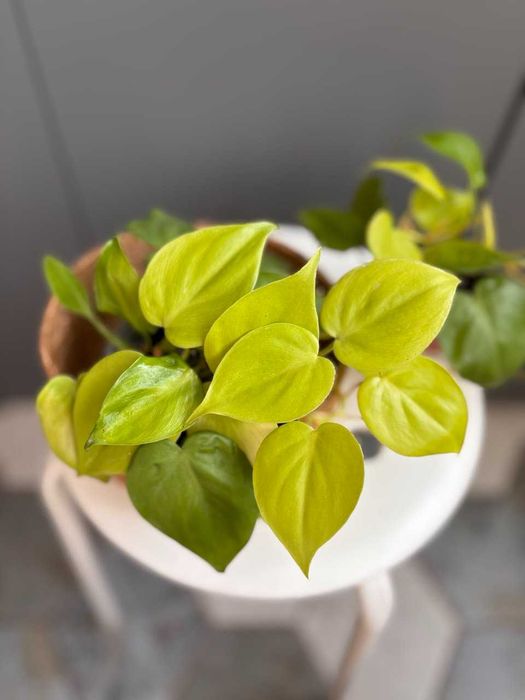 Філодендрон Лемон Лайм / Scandens Lemon Lime