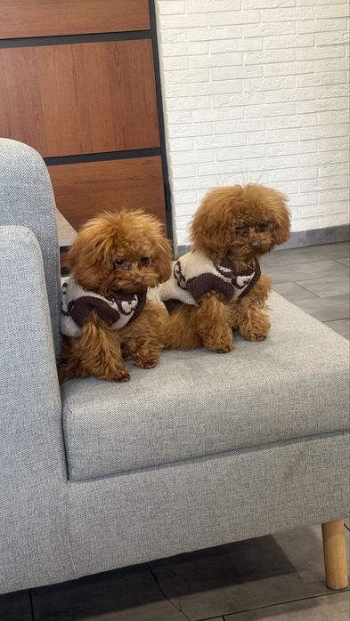 Mini Мальтипу с чипом