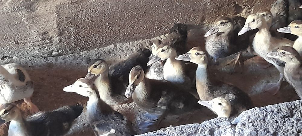 Patos mudos 2 meses