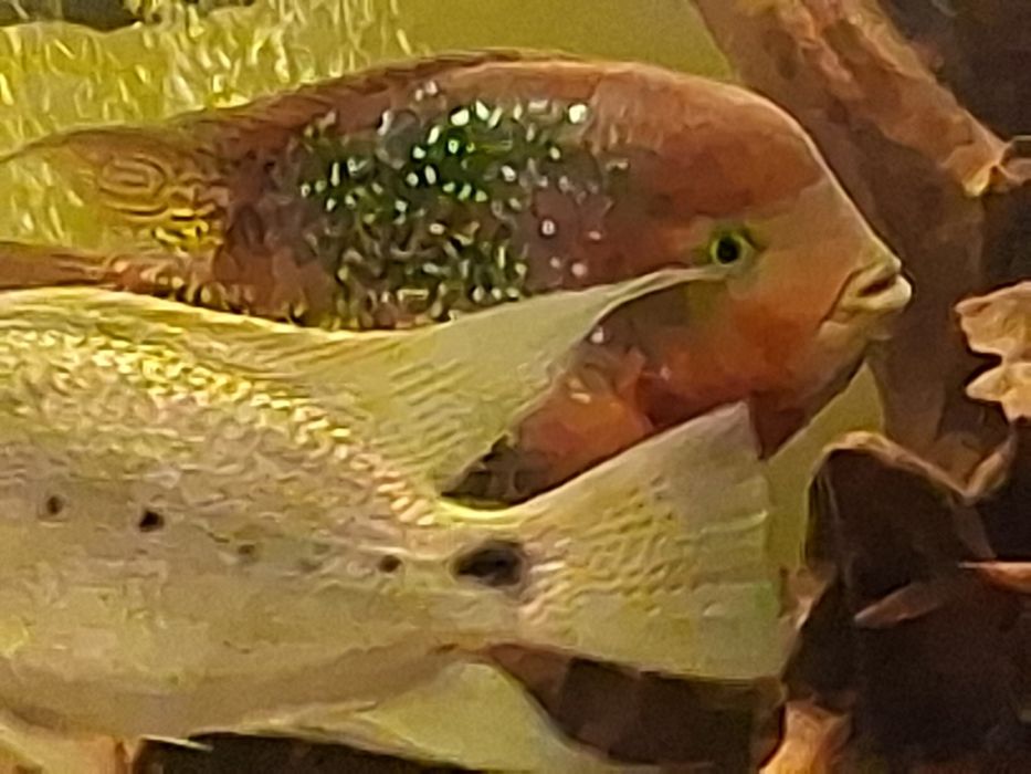 Pielegnice wielobarwne( vieja synsipilum)