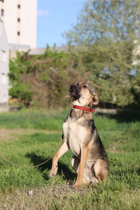 Собака Мия 1 год