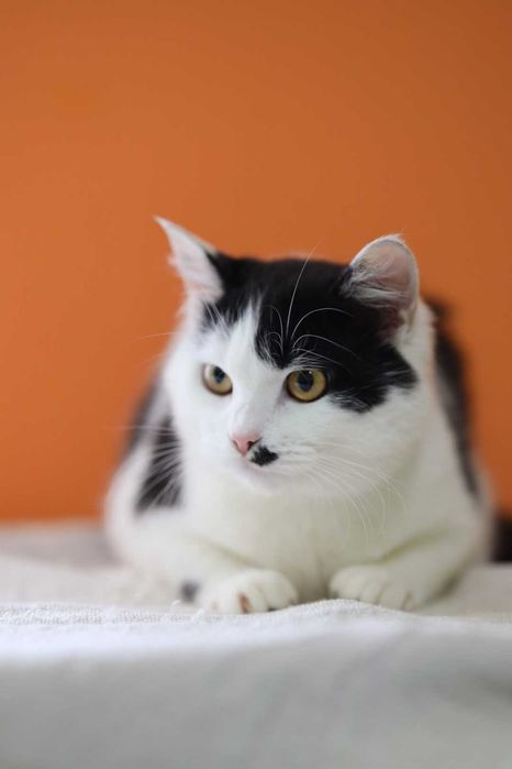 Киця Еріка, 8 місяців