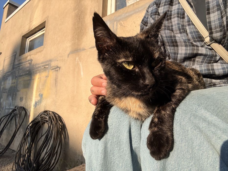 Кошечка  бесплатно
